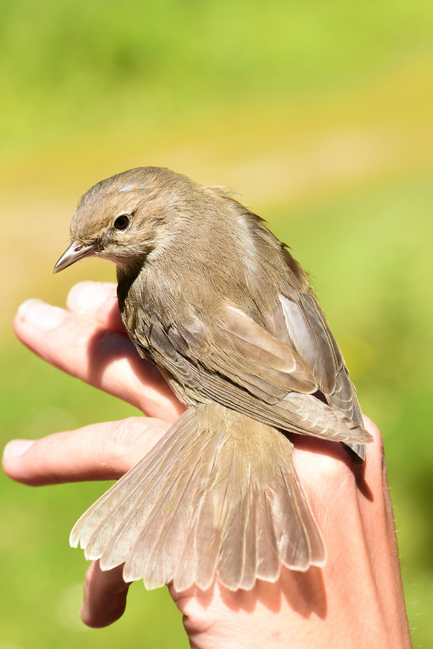 Female