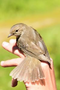 Female