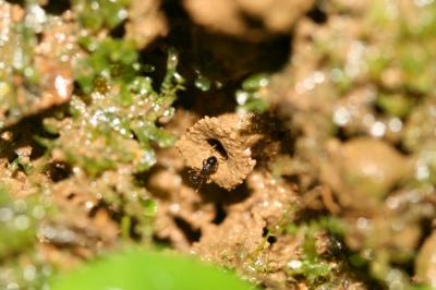 <i>Stenamma diversum</i> (2 of 2)