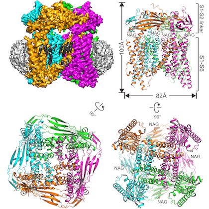 Illustration Showing the Studied Protein Embedded in a Nanodisc Structure