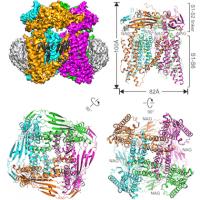 Illustration Showing the Studied Protein Embedded in a Nanodisc Structure