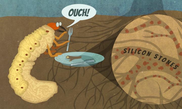 Adding Silicon to Soil to Strengthen Plant Defenses