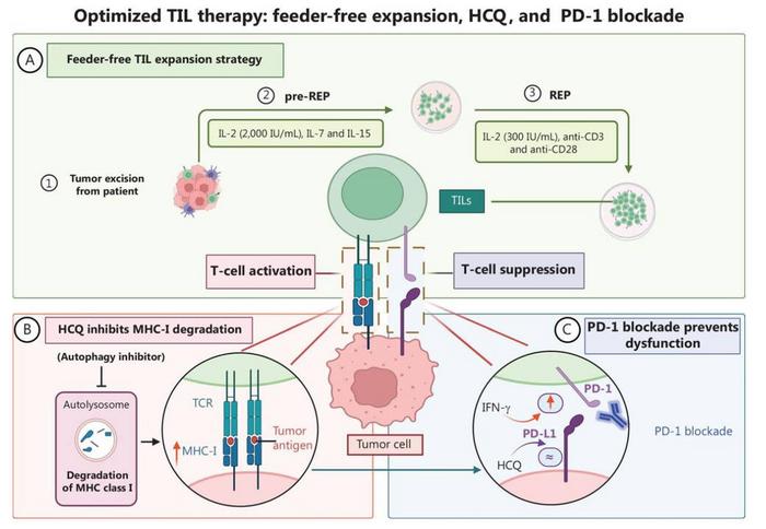 Mechanistic overview of optimized TIL therapy.