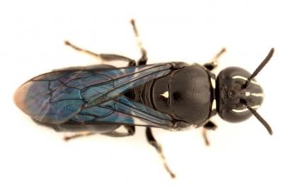 Rare native Australian bee