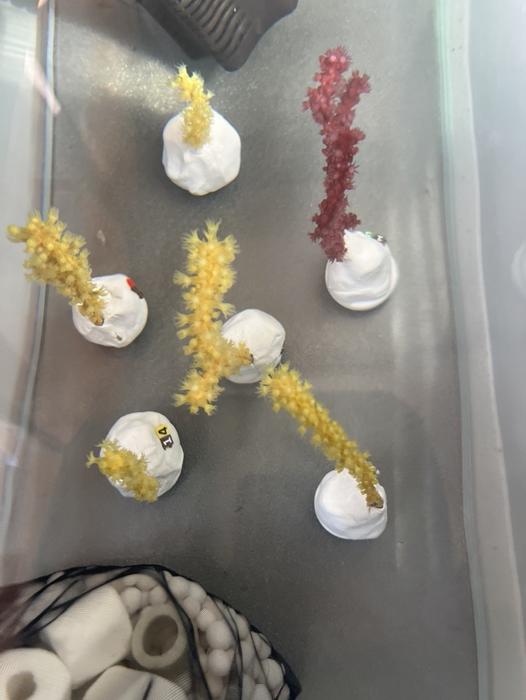 Prolonged exposure to microplastics disrupts the metabolism of Mediterranean octocorals