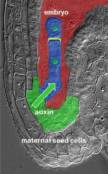 Mother-Child Communication in Plants