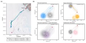 Movement tracks of penguins departing the colony simultaneously and their relationship with previously used areas