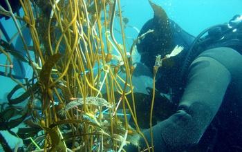 Scuba Diver