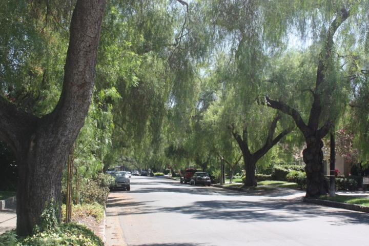 California Street Trees