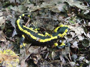 European fire salamander