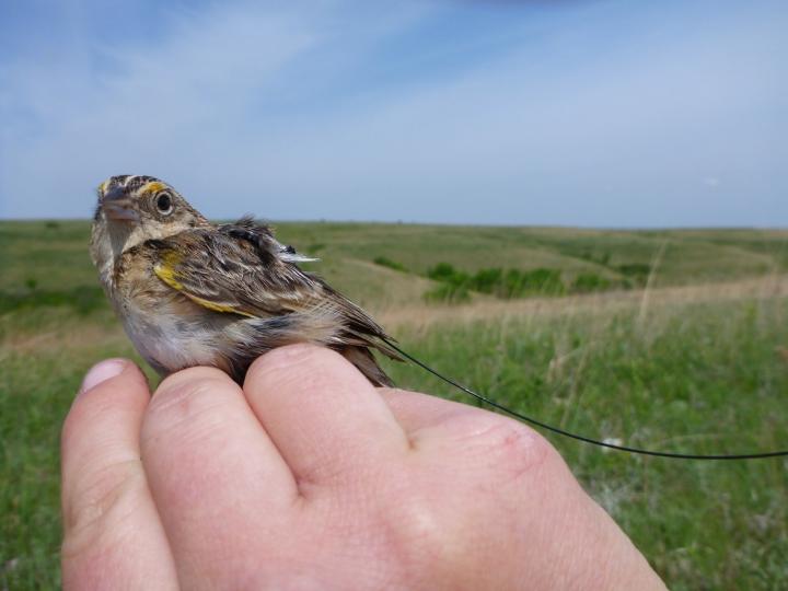 Grasshopper Sparrow