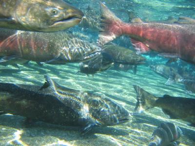 Salmon