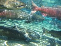 Salmon