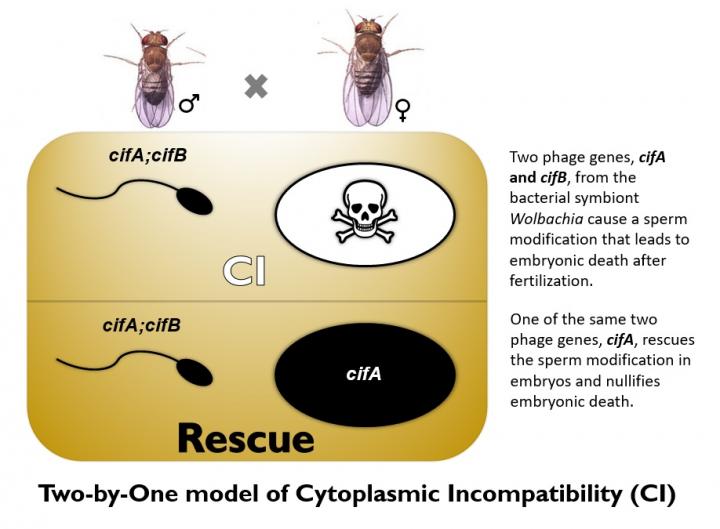 How <i>Wolbachia</i> Spreads Itself