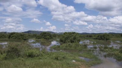 Papyrus Swamps