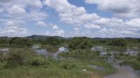 Papyrus Swamps