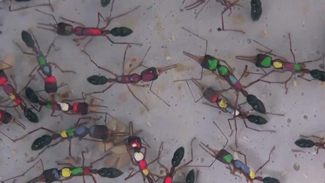 Ants Dueling to Become Warrior Queens