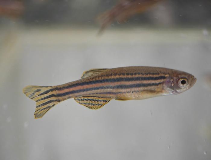Nanoplastics accumulate in various organs of zebrafish after ingestion