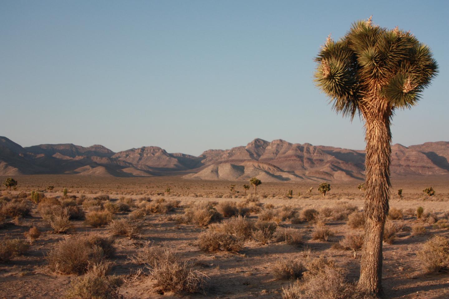 <i>Yucca brevifolia</i> Tikaboo