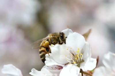 Pollination