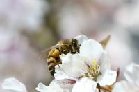 Pollination