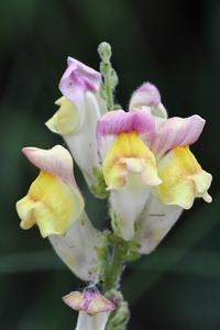 A hybrid snapdragon.