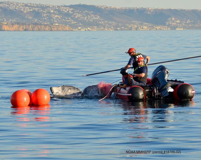 Risk of whale entanglement in fishing gear tied to size of cool-water habitat