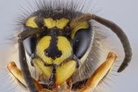 <I>Vespula vulgaris</I>