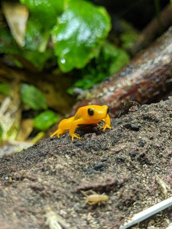 golden mantella