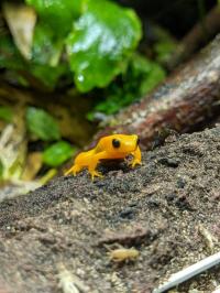 golden mantella