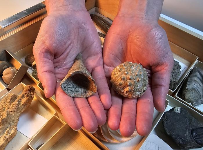 Collection of invertebrate specimens A