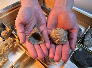 Collection of invertebrate specimens A