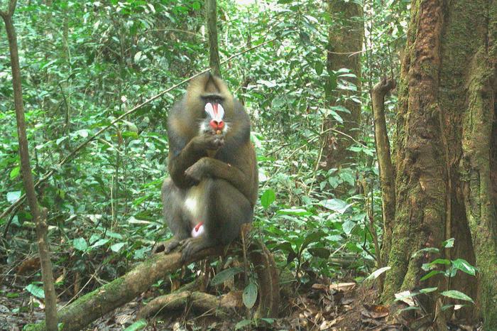 Mandrill, Mandrillus sphinx