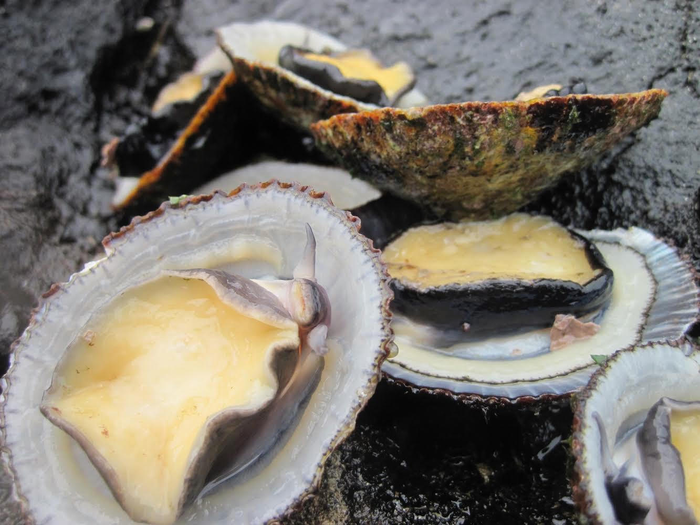 ʻopihi ʻālinalina