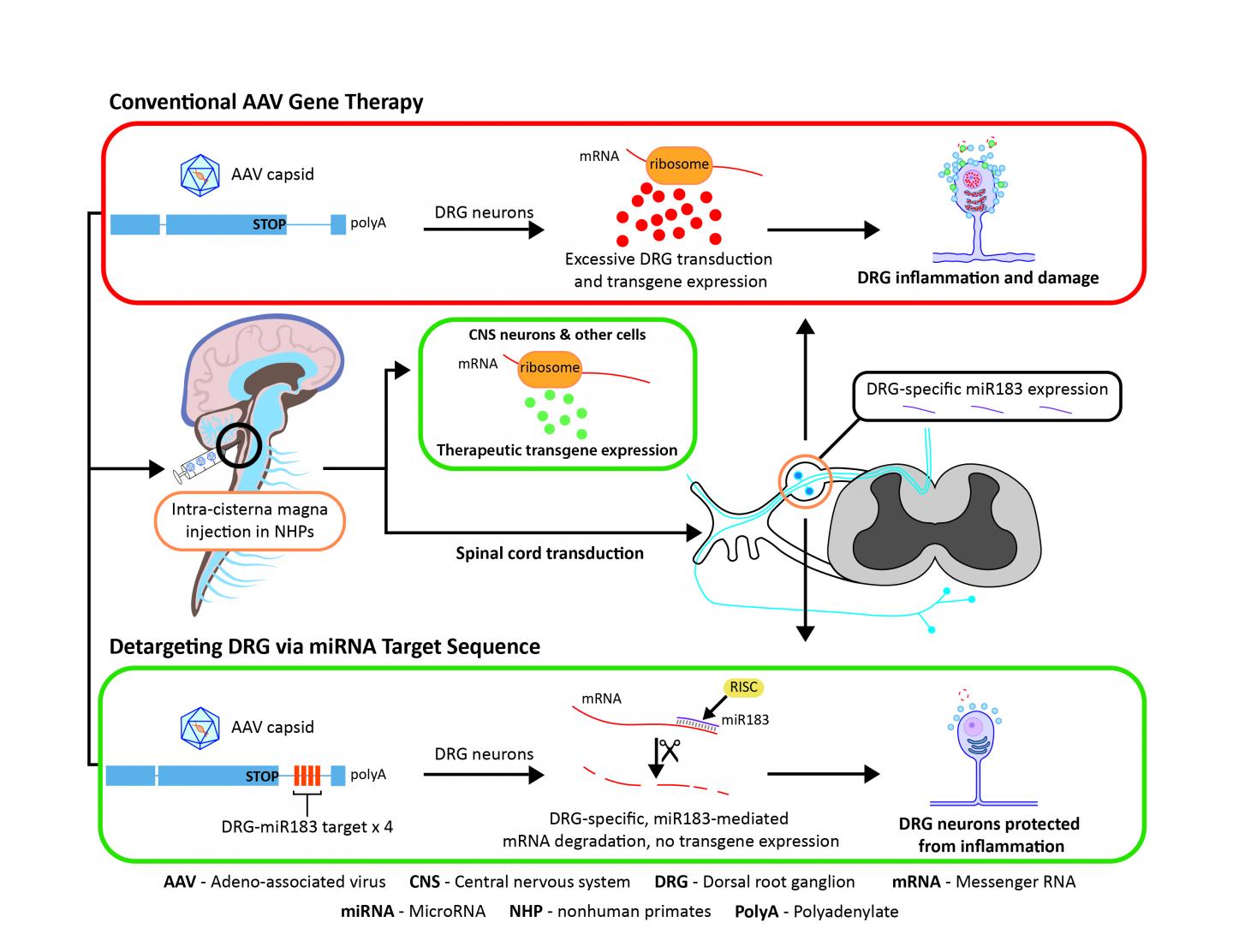 Modified Viral Vectors Could Make Gene Therapies Safer in the Nervous System (4 of 4)