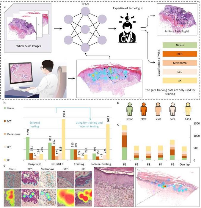 Pathology Expertise Acquisition Network (PEAN) and the Unique Dataset