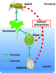 Organisms living in terrestrial and aquatic habitats can influence each other through indirect ecological interactions.