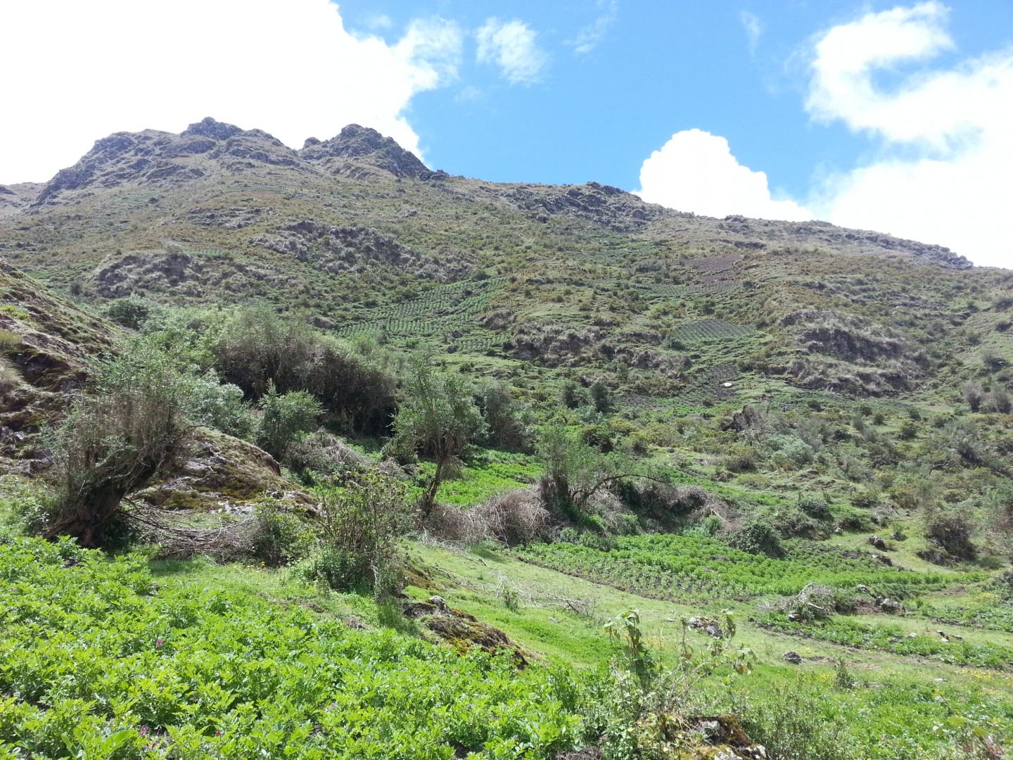 Huamburque