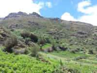 Huamburque