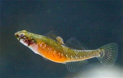 Two-Spotted Goby Female