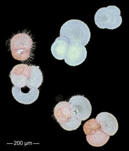 Foraminifer_SAtlantic_SChaabane-TdeGaridel-Thoron2