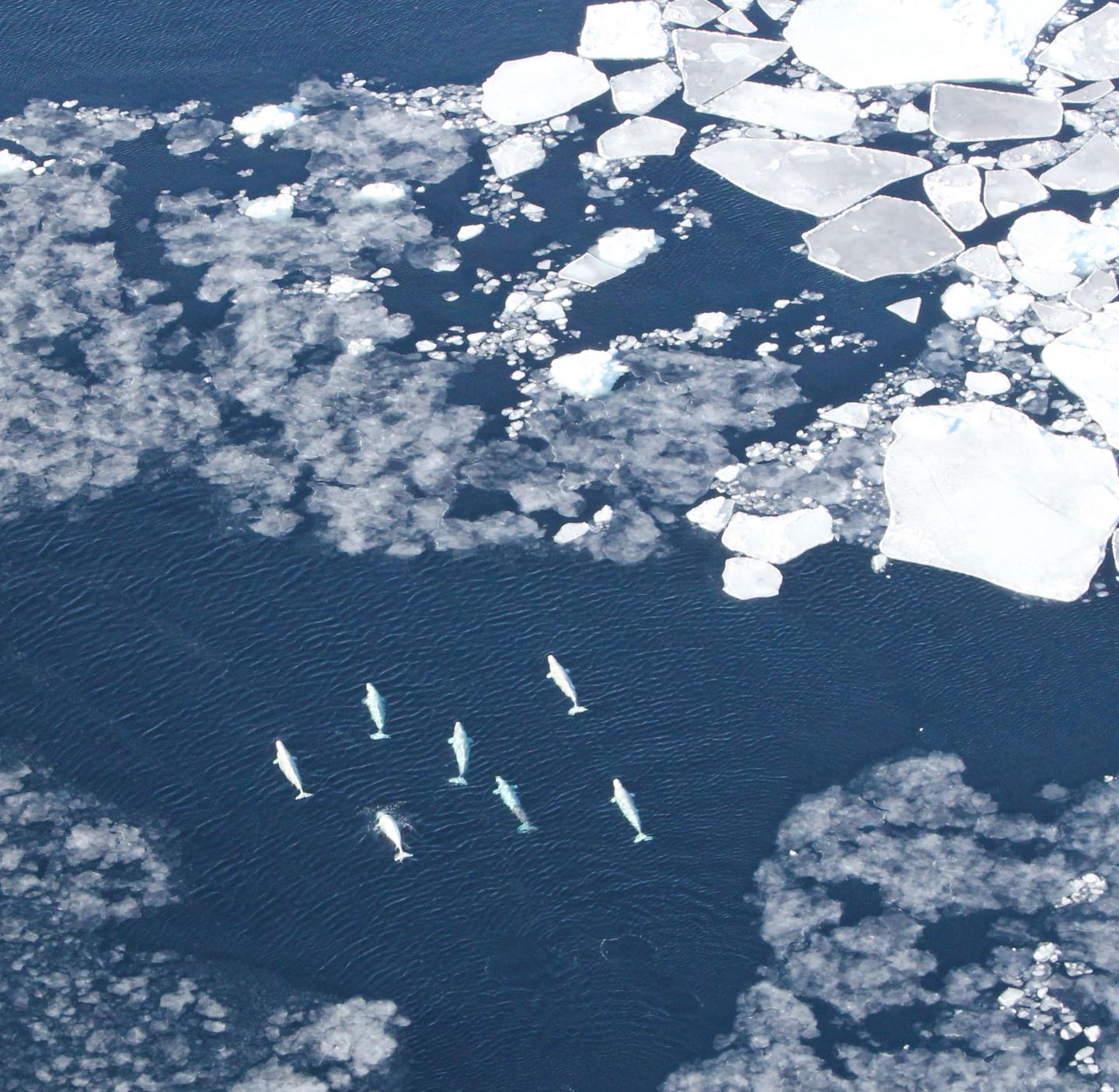 Beluga Whales 