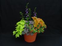 Americans Hard to Contain on Potted Plant Expenditures (3 of 3)