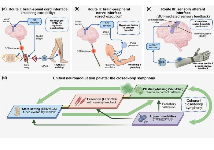 Closed-loop brain–spinal communication pathways for functional recovery after spinal cord injury