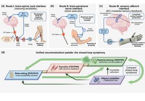 Closed-loop brain–spinal communication pathways for functional recovery after spinal cord injury