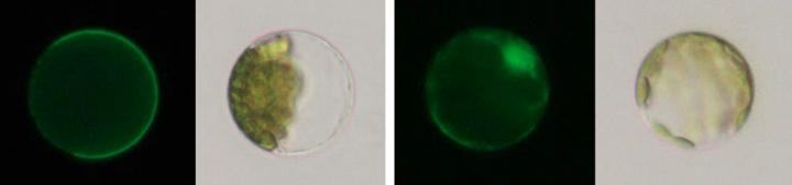 Tam3 Transposase Detained Within the Plasma Membrane in a Snapdragon Cell