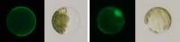 Tam3 Transposase Detained Within the Plasma Membrane in a Snapdragon Cell