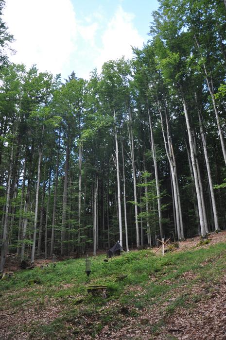 Forest Clearings