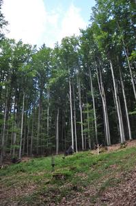 Forest Clearings