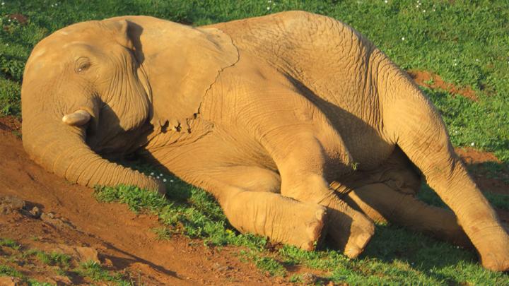 Elephant